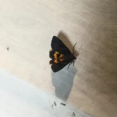 Sweetfern Underwing Moth thumbnail 2