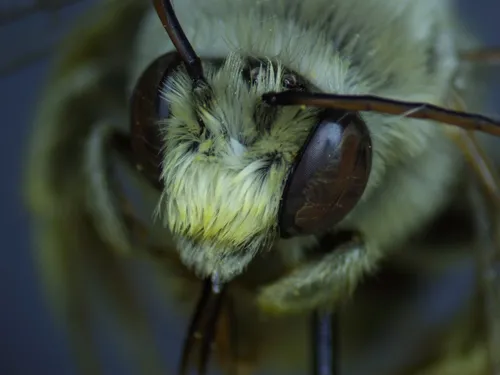 Composite Longhorn Bee