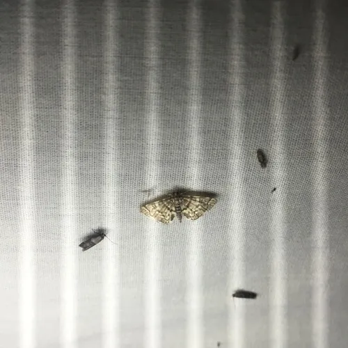 Yellow-spotted Webworm Moth