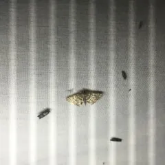 Yellow-spotted Webworm Moth thumbnail 1