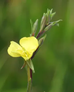 tall evening primrose thumbnail 4