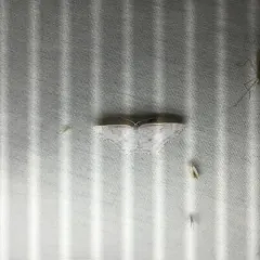 Sweetfern Geometer Moth thumbnail 2