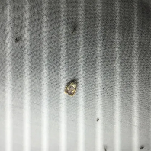 Blueberry Leaftier Moth