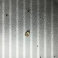 Blueberry Leaftier Moth thumbnail 1