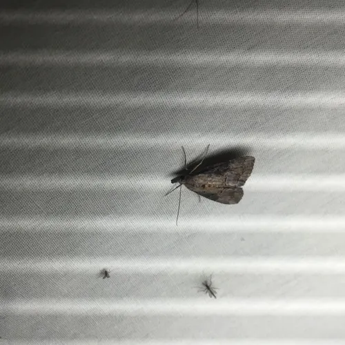 Green Cloverworm Moth