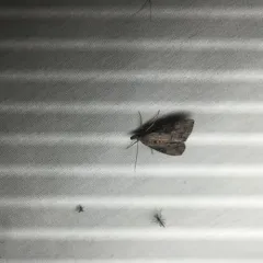 Green Cloverworm Moth thumbnail 1