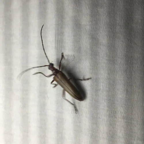 Discolored Long-horned Beetle