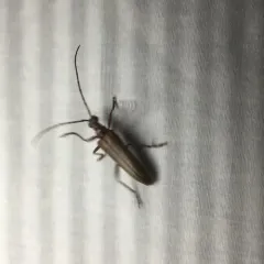 Discolored Long-horned Beetle thumbnail 1