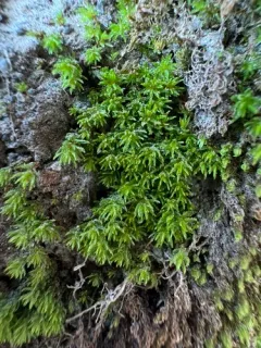 Hercynian Hair Moss thumbnail 4