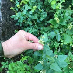 forest scurfpea thumbnail 2