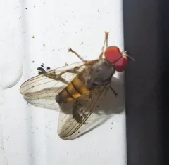 Calotarsa pallipes thumbnail 2