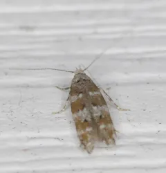 Pine Needleminer Moth thumbnail 2