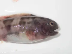 Spotted Wolffish thumbnail 3