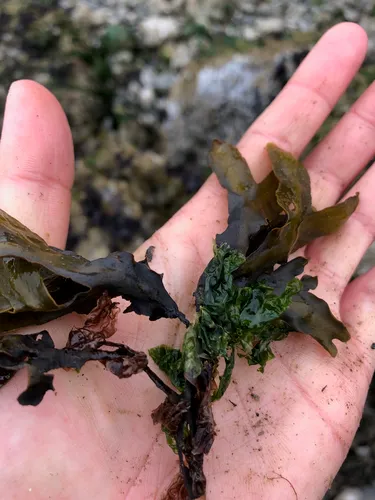Californian Sea Lettuce