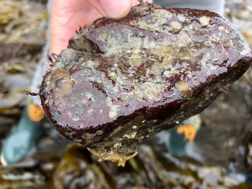 rusty rock