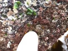 Rhodochorton purpureum thumbnail 1