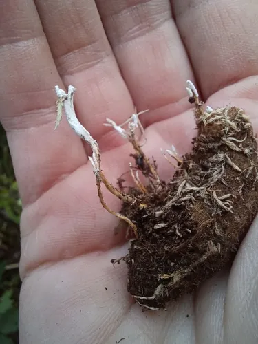 Cordyceps memorabilis