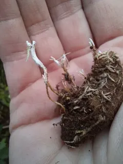Cordyceps memorabilis thumbnail 1