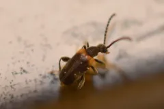 Elonus basalis thumbnail 3