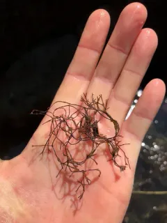 Ahnfeltia fastigiata thumbnail 1