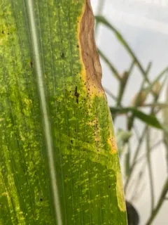 Phyllachora maydis thumbnail 2