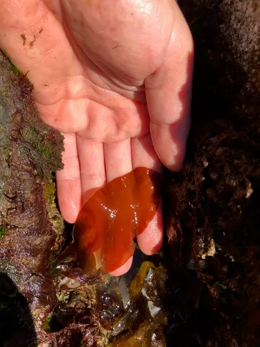 Halymenia schizymenioides
