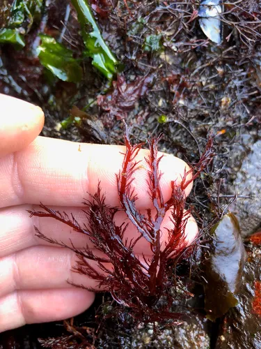 Pikea californica