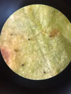 Podosphaera spiraeae-douglasii thumbnail 1