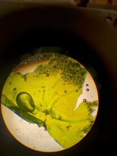 Prasiola meridionalis thumbnail 1