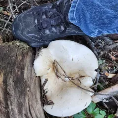 Giant Funnel thumbnail 4