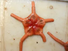 Ophiopleura borealis thumbnail 2