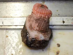 Actinauge cristata thumbnail 1