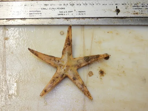 Bathybiaster vexillifer