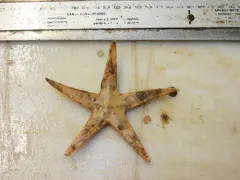 Bathybiaster vexillifer thumbnail 1