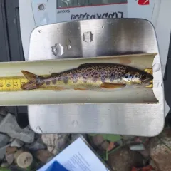 Atlantic Salmon thumbnail 1