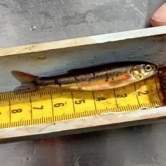 Finescale Dace thumbnail 1