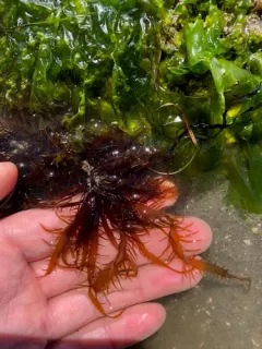 Grateloupia californica thumbnail 1