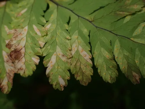 oak fern rust