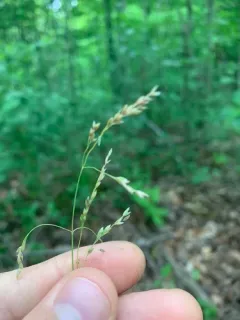 drooping bluegrass thumbnail 4