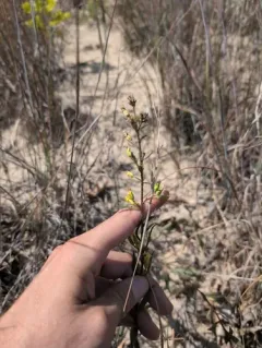Dune Goldenrod thumbnail 3