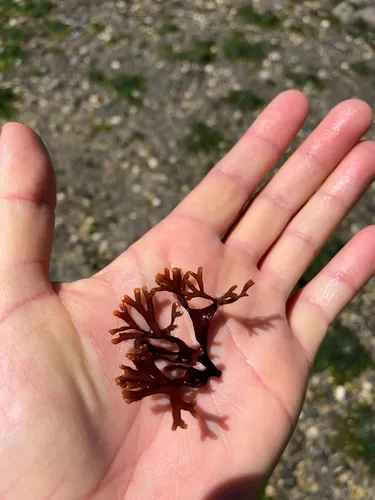 Besa leptophylla