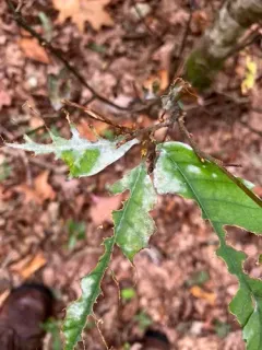 Erysiphe castaneae thumbnail 3