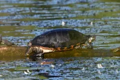 Florida Red-bellied Cooter thumbnail 2