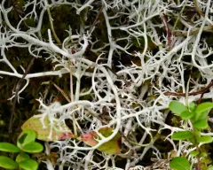 Cladonia ciliata thumbnail 2