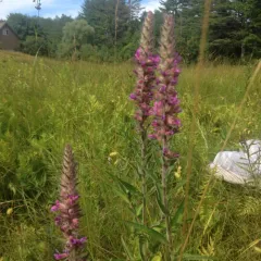purple loosestrife thumbnail 2