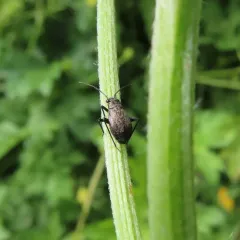 hairy plant bug thumbnail 1
