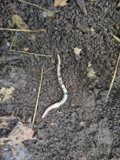 Compact Jumping Worm thumbnail 4