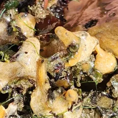 Carpet Sea Squirt thumbnail 4