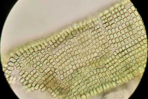 Merismopedia convoluta