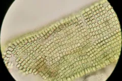 Merismopedia convoluta thumbnail 1